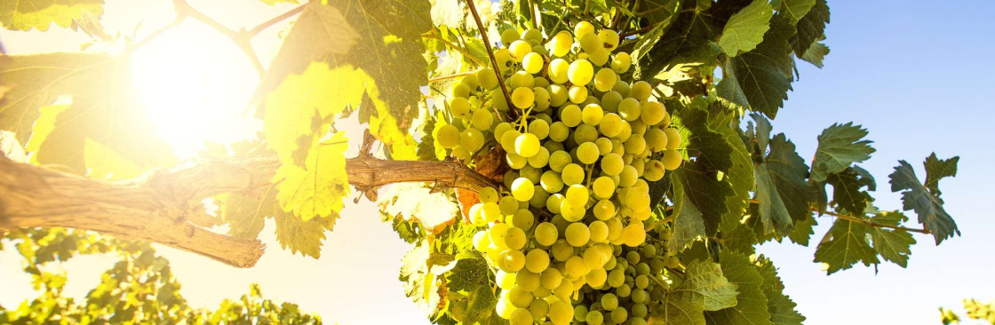 Red Dot Wine Cover Image