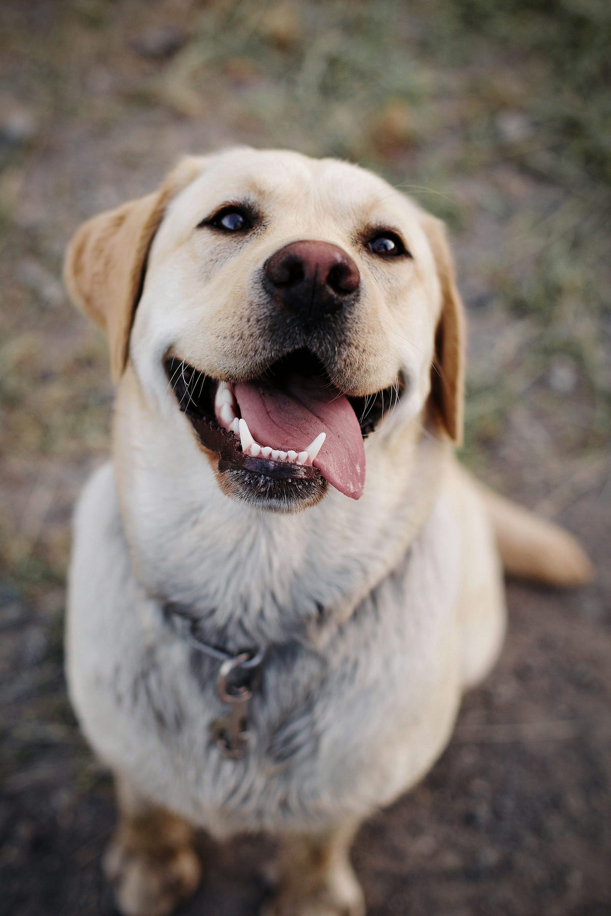 Taking care of your Labrador: Playing, training, and saving | by Dog Express | Apr, 2025 | Medium