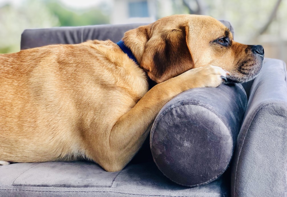 How To Know Your Dog Is Suffering From Seasonal Allergies?