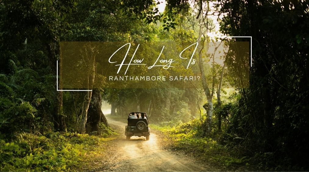 How Long Is Ranthambore Safari? Timings, Duration & Tips | Eye of the Tiger