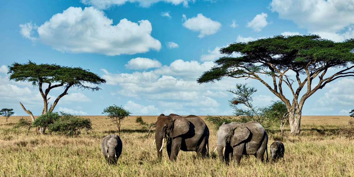 Explore the Wild: Best Tanzania Safari Travel Packages for 2025