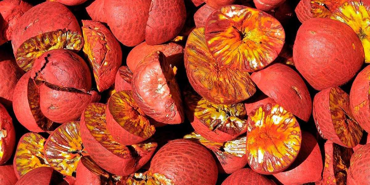 Exploring the Plan for Areca Nut Processing Plant Project: Detailed Report by IMARC Group