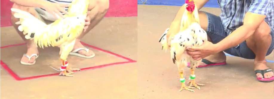 đá gà thomo web com Cover Image