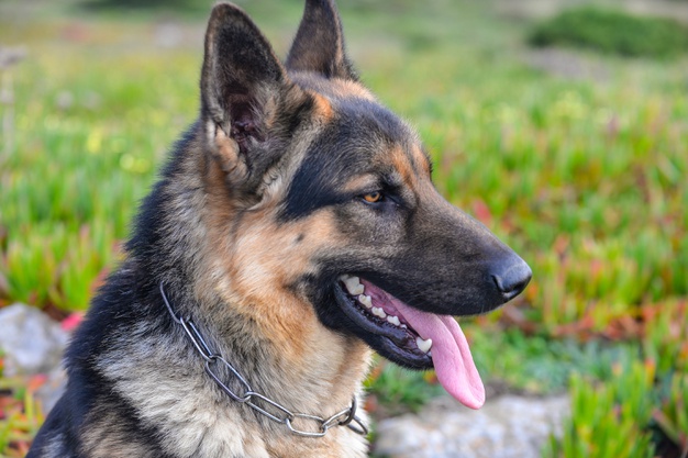 Different Types of German Shepherds in 2024 (With Pictures)