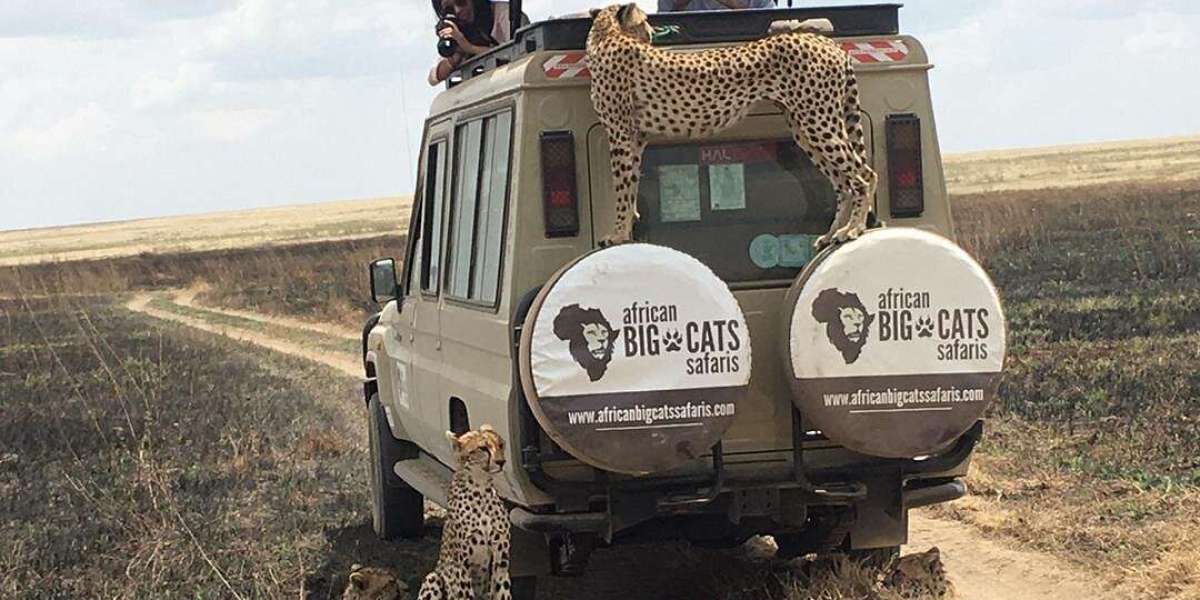 Kilimanjaro Expedition Packages: Your All-Inclusive Path to Africa’s Highest Peak