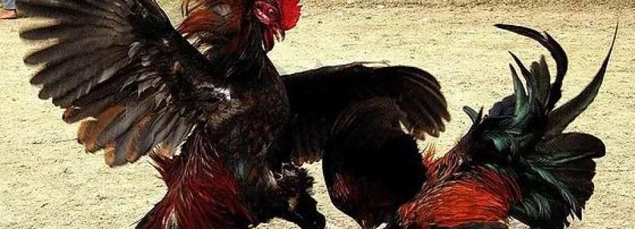Đá gà thomo Cover Image