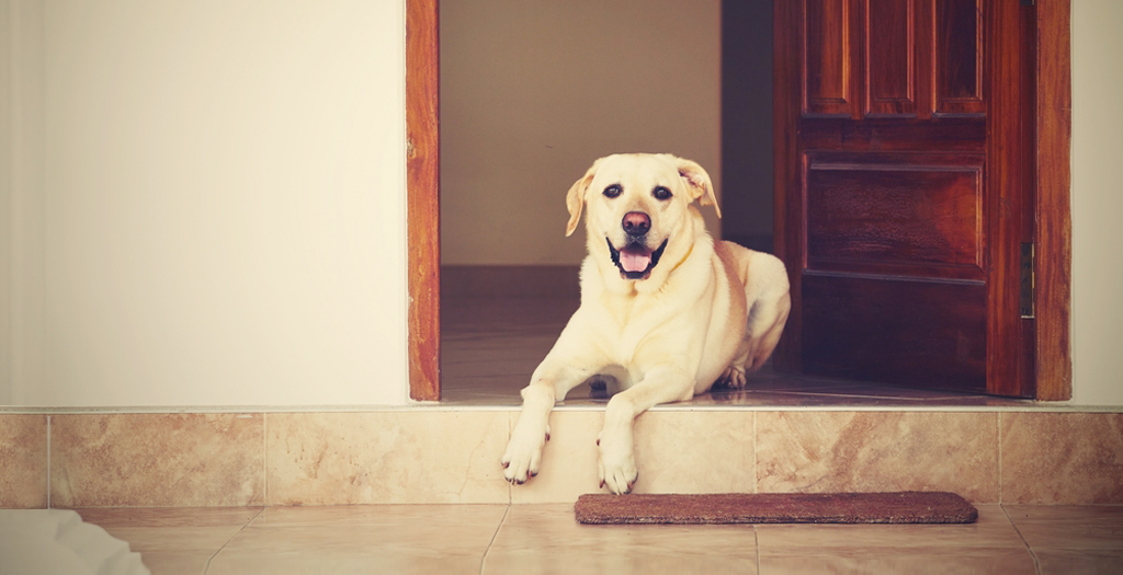 Laws for Pet Owners Living In Apartments | DogExpress