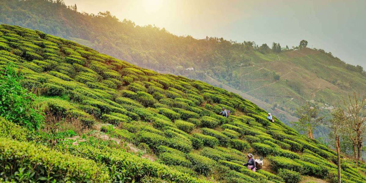 Beyond the Tea Gardens Discovering the True Darjeeling