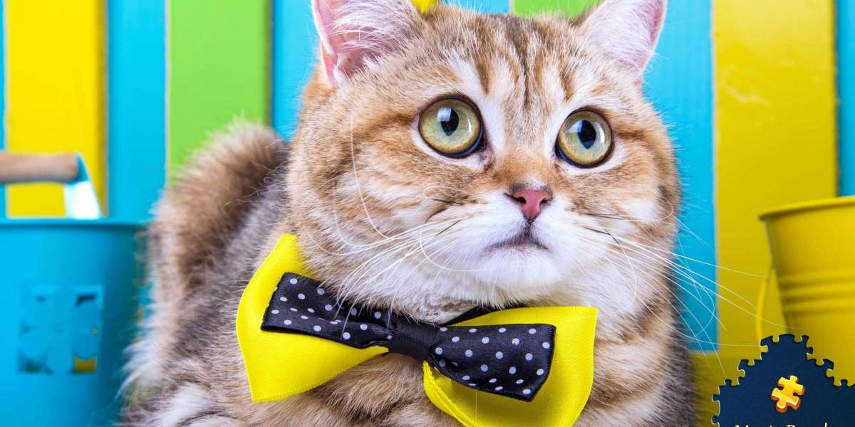 THE NINE LIVES OF A CAT