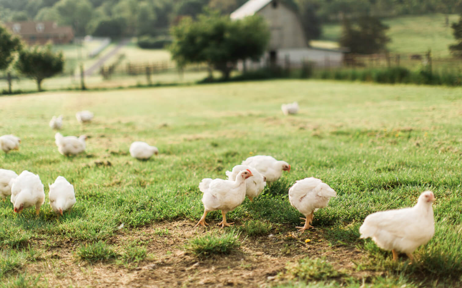 Why Should You Opt for Grass-Fed over Grain-Fed Meat? - CurveCleaverus