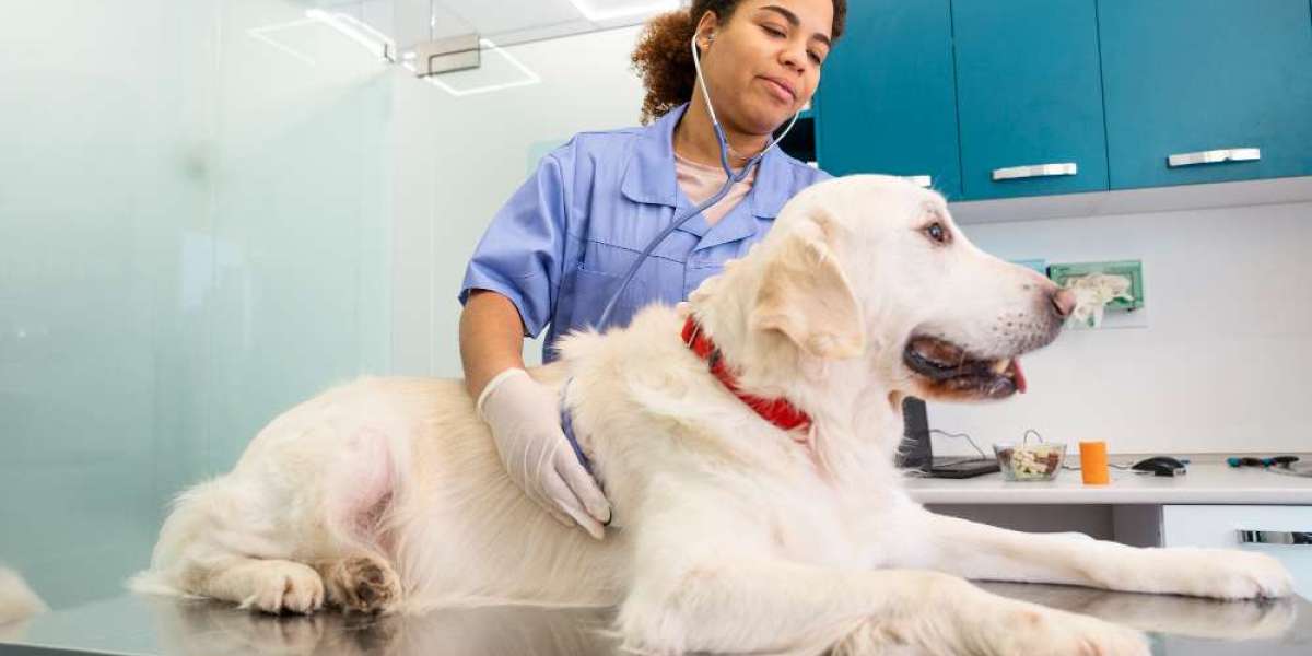 The Growing Trend of Pet Grooming in Qatar