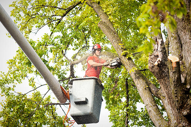 Expert Tree Services for Safe Landscapes in Belfast – Belfast Tree Surgeon