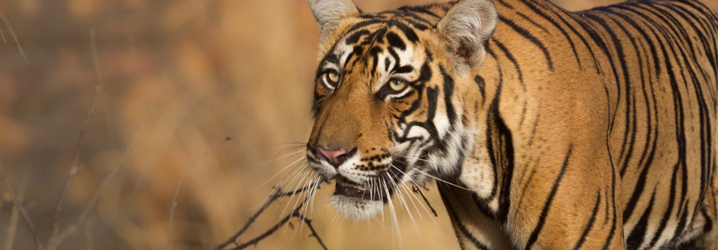 Wildlife Tour in North India | Temples & Tigers Safari