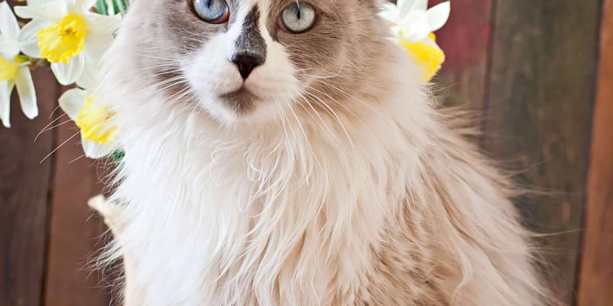 Ragdoll: Cat Breed Profile, Characteristics & Care