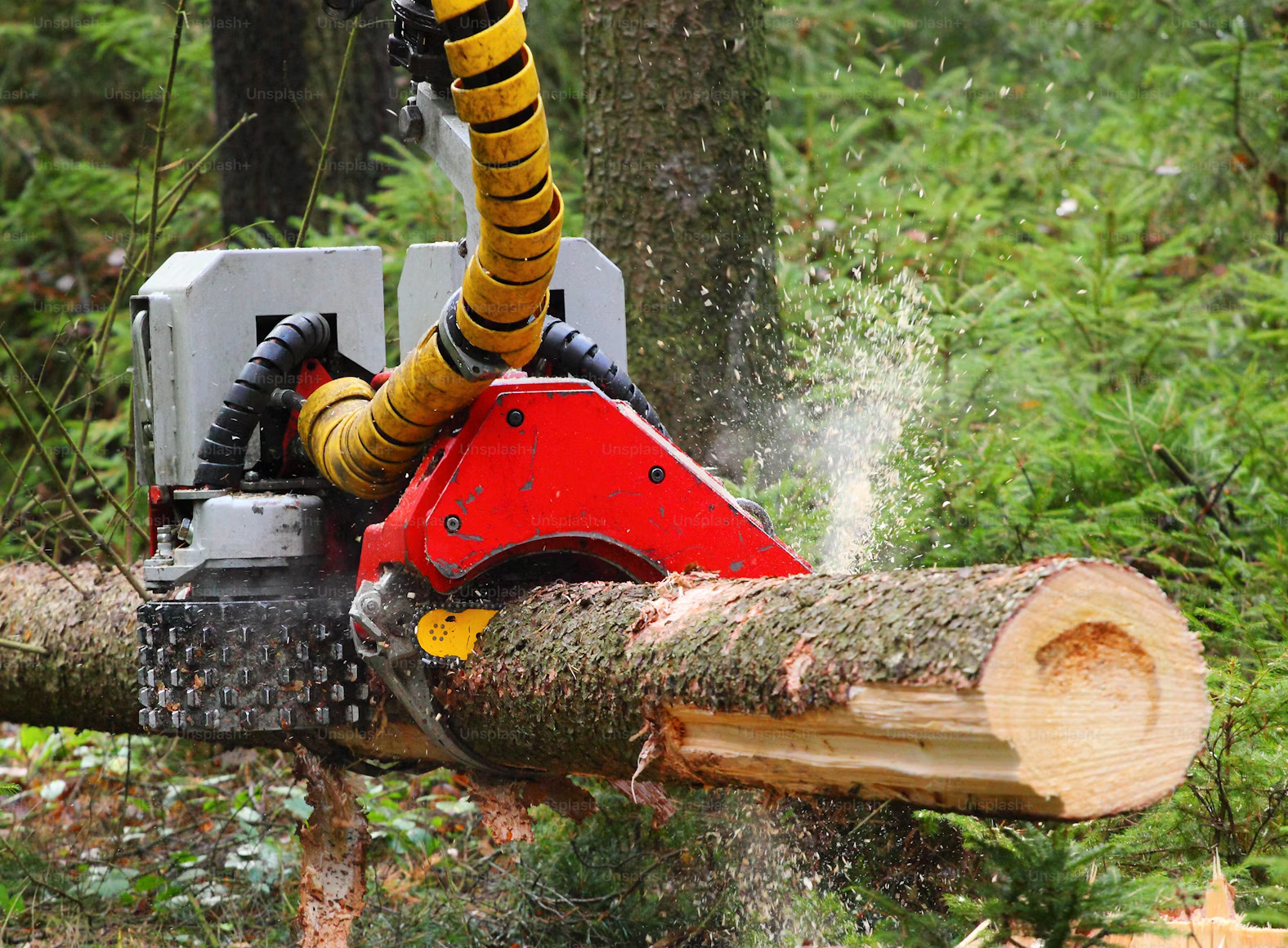 Trusted Belfast Tree Surgeons for All Tree Services - Post by McAuley Tree Surgery