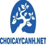 choicaycanhnet1 Profile Picture