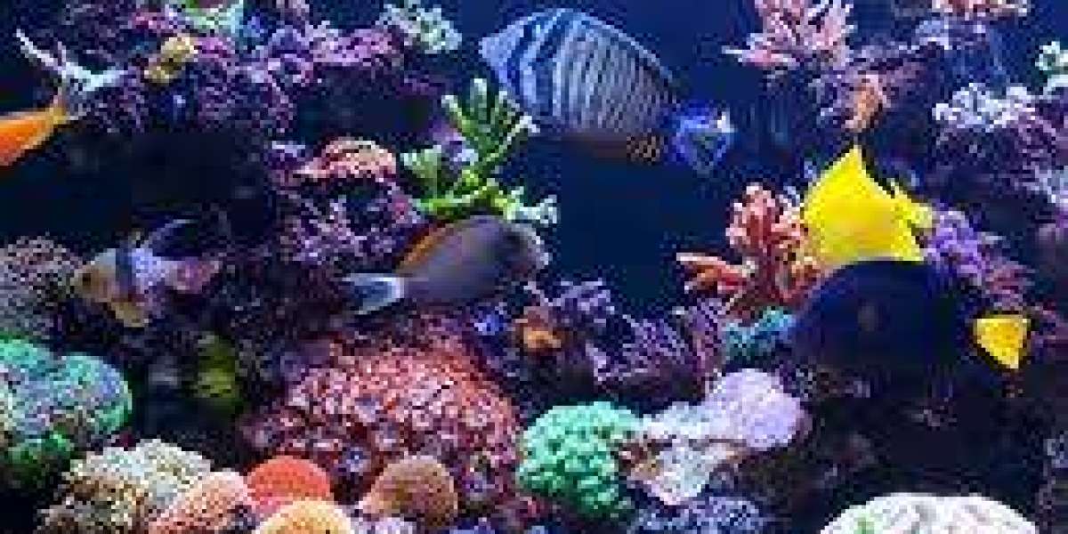 The Ultimate Guide to Setting Up a Fish Tank 50 Gallons in Size