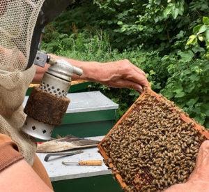 Wildlife Removal Pay in Houston: Salary Expectations and Benefits