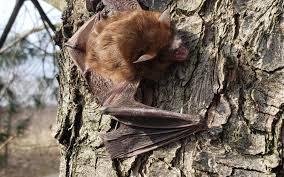 Bats in the Attic? Why DIY Bat Removal Methods Don’t Work  |...