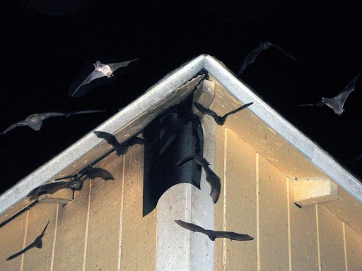 Bat Guano in Wall Voids: What You Need to Know