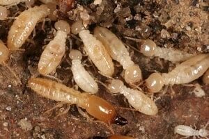 Pest Control Kolkata | Termite Treatment Expert | From ₹499 Only!