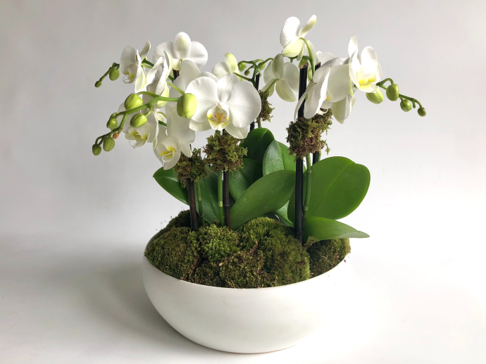 Mini Orchid Garden - Élan Flowers