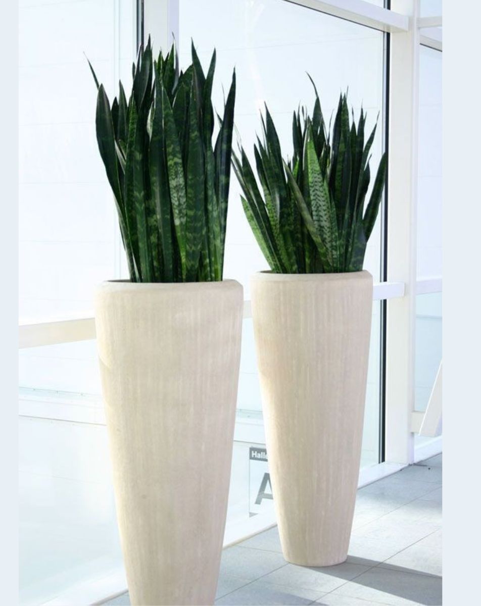 Buy Indoor, outdoor & Office Plants in Dubai - Royal Plants