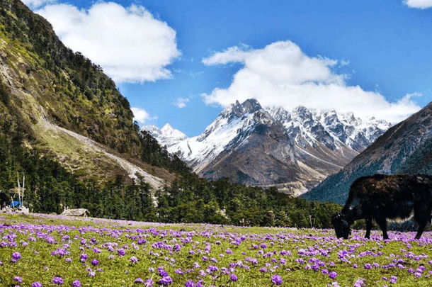2N 3D North Sikkim Tour package at Tripoventure - Best Deal