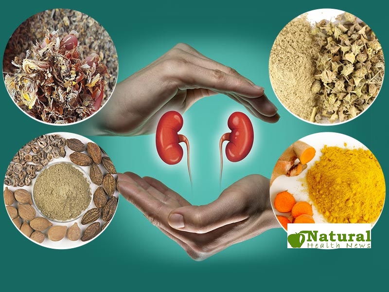 Top 10 Natural Supplements for Kidney Health: Boost Your Detox Power Naturally! - Natural Health News