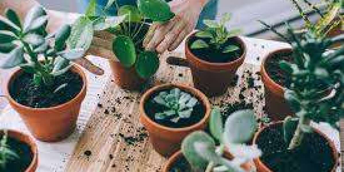 Best Indoor Plants in Pakistan to Boost Your Mood