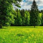 robert1990 nikolas Profile Picture