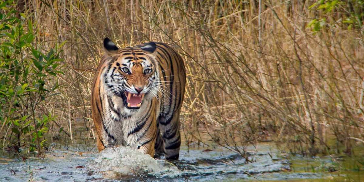 Where Comfort Breathes with the Wild: Rediscover Luxury in Bandhavgarh