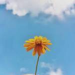 june sloan Profile Picture