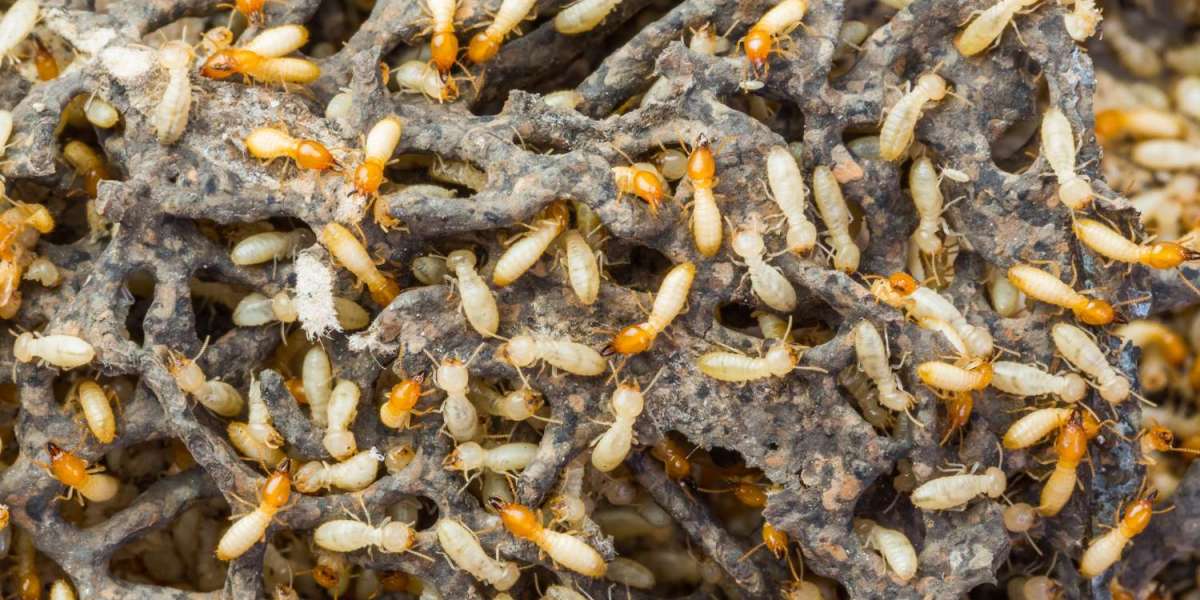 5 Effective Termite Treatment Options You Need to Know About
