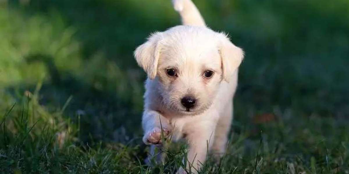 Private Dog Training | Reliable Trainers You Can Trust