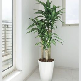 Indoor Plant - Royal Plants & Flowers