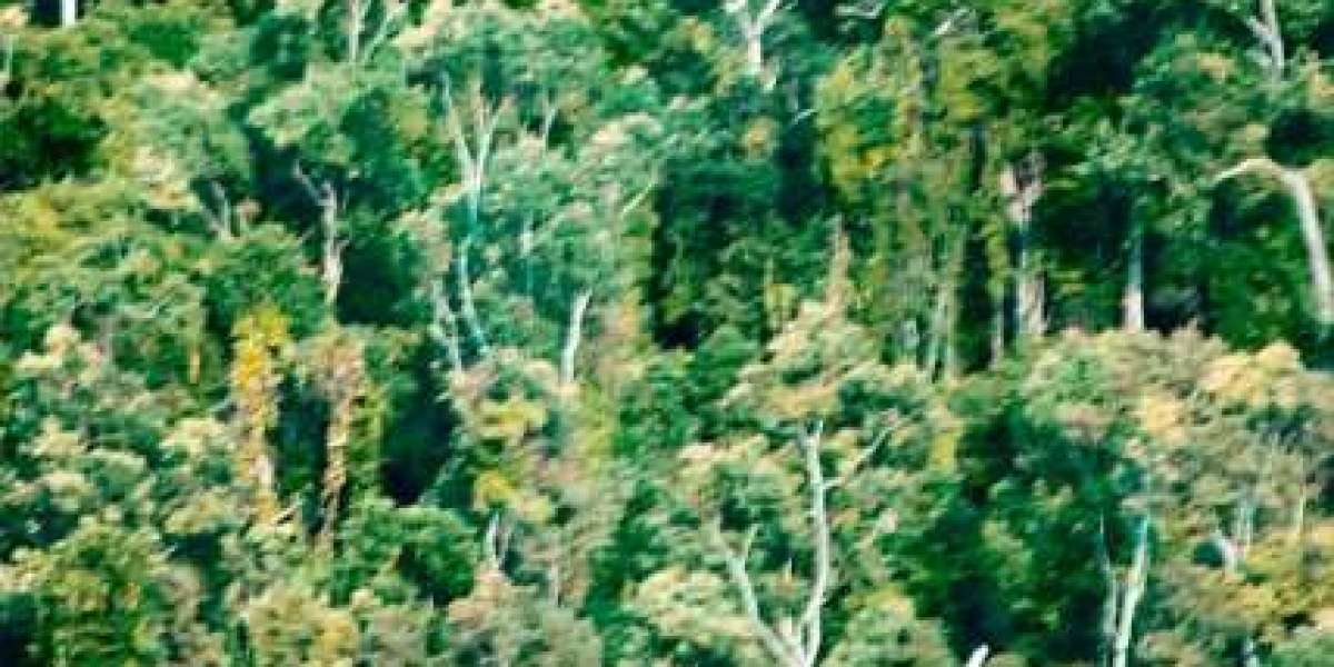 RocketPlay Online Casino Canada Play & Win Real Money