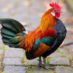 da ga thomo 67 Profile Picture