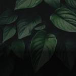 wanderlinker Profile Picture