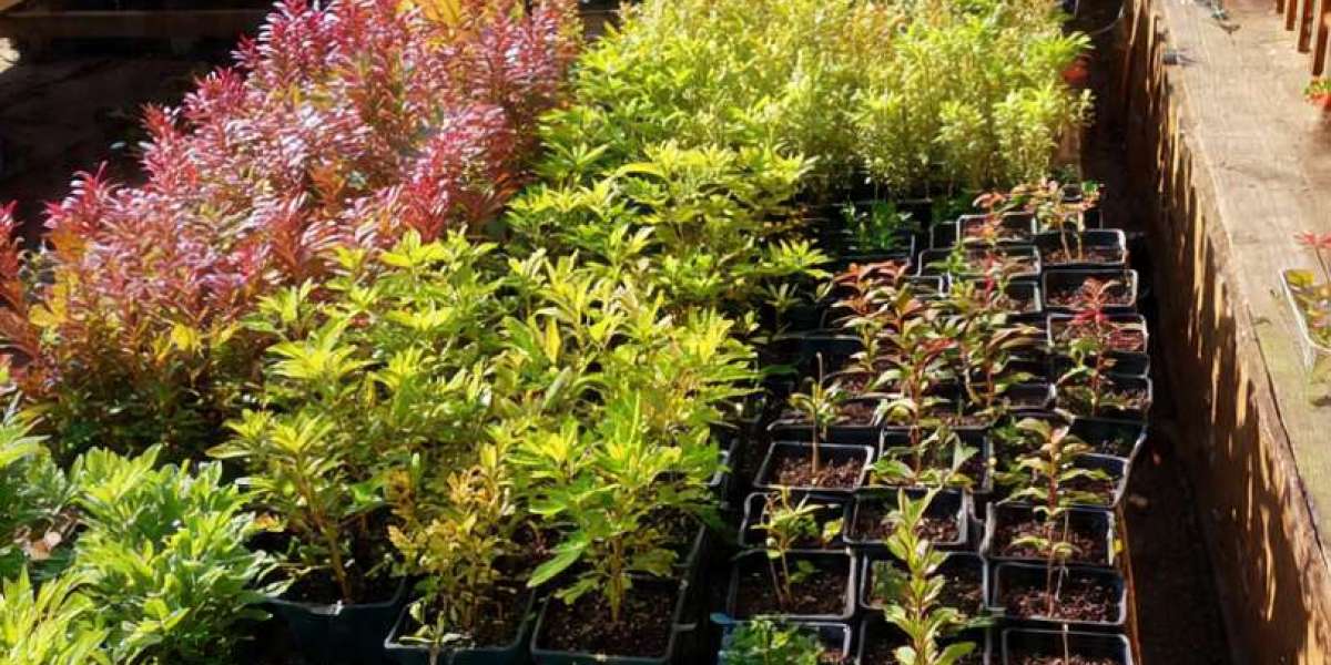 The Quiet Work Behind Healthy Plants: What Most Gardeners Never See