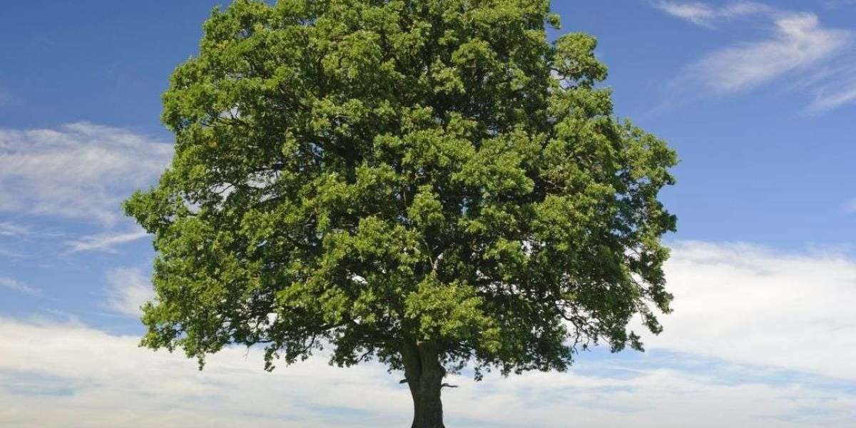 A Comprehensive Study on TSD: Understanding the Impacts and Applications