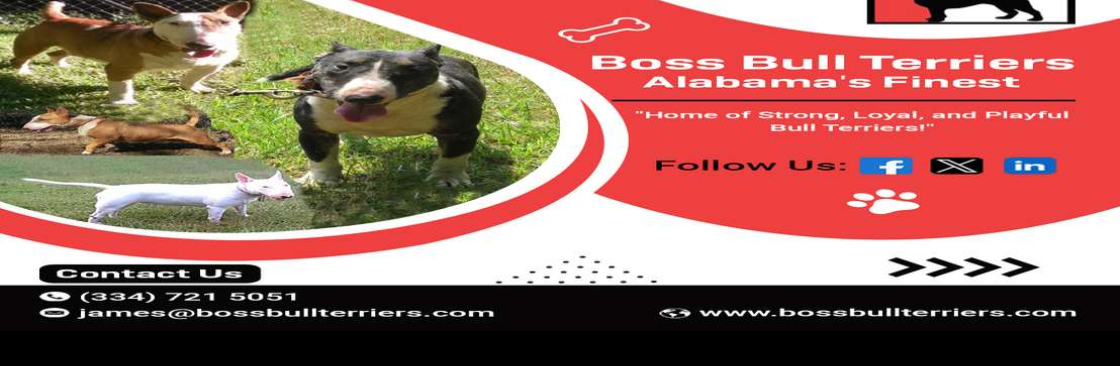 Boss Bull Terriers Cover Image