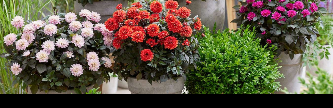 Natura Creative Cover Image