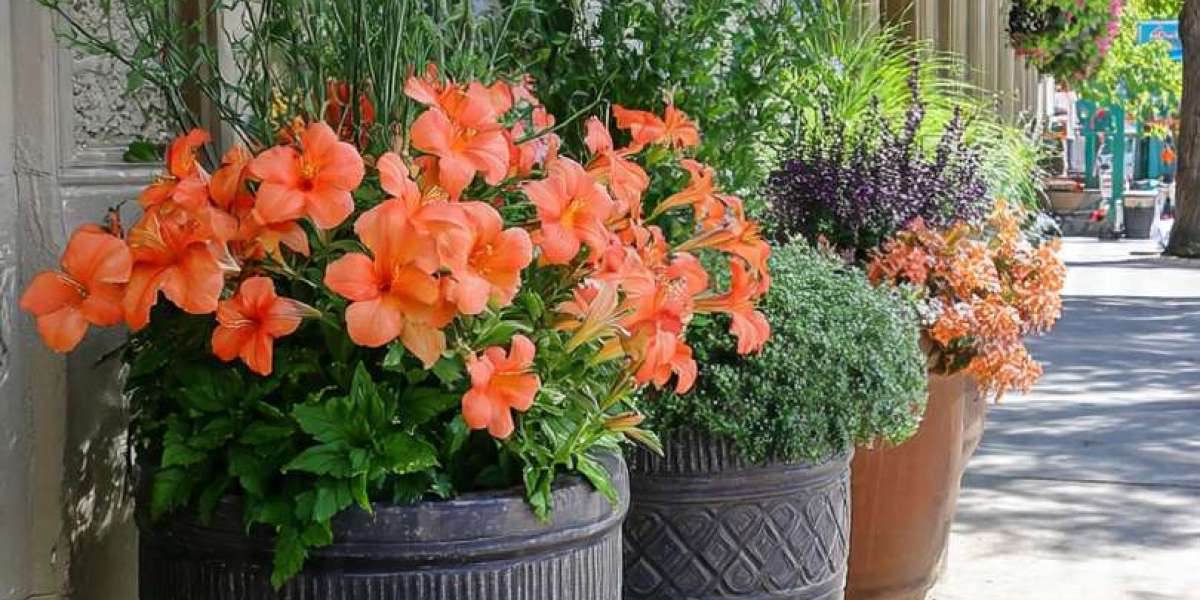 How Summer Plants Bring Rhythm and Life to Everyday Spaces