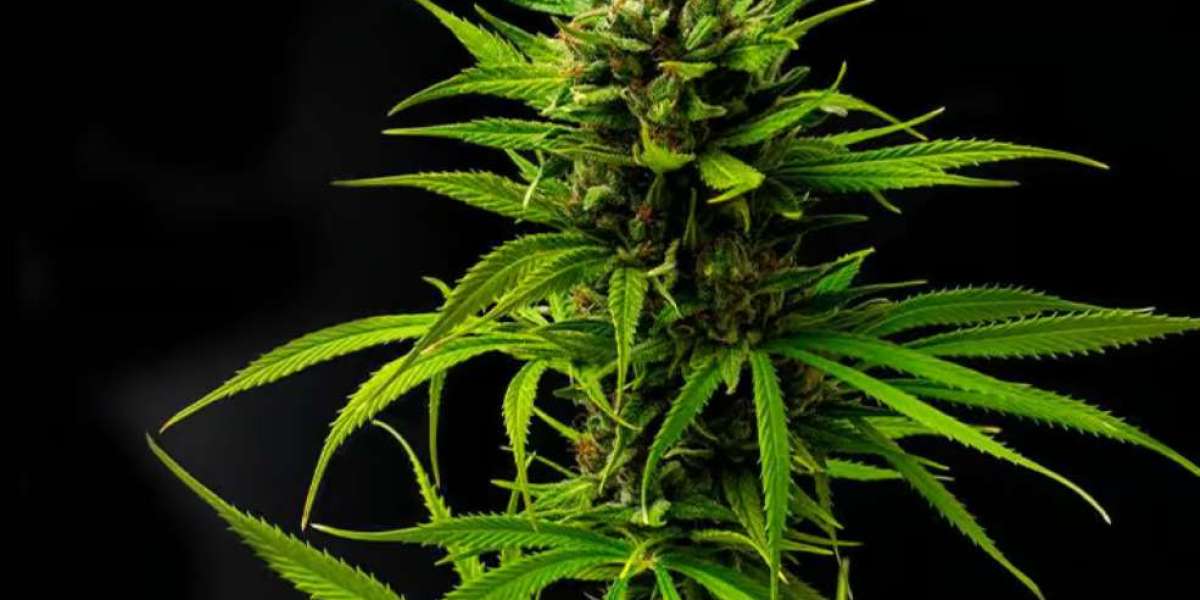 Future-Proofing Your Brand with  THCA Flower Pounds