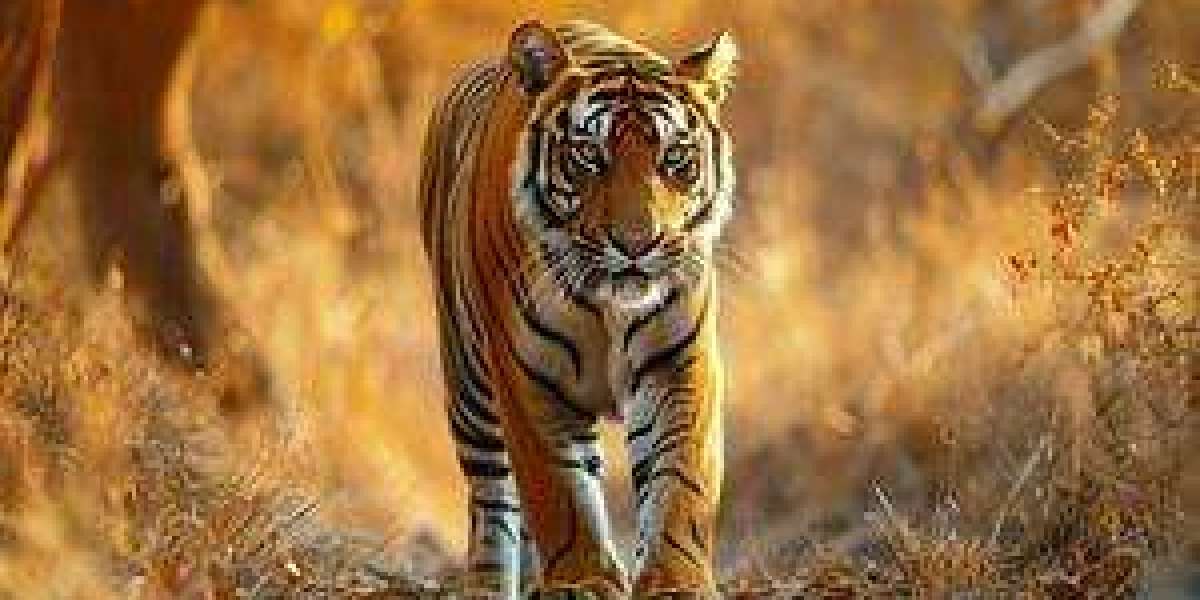 How to Challenge a Speeding Ticket in California Without Court