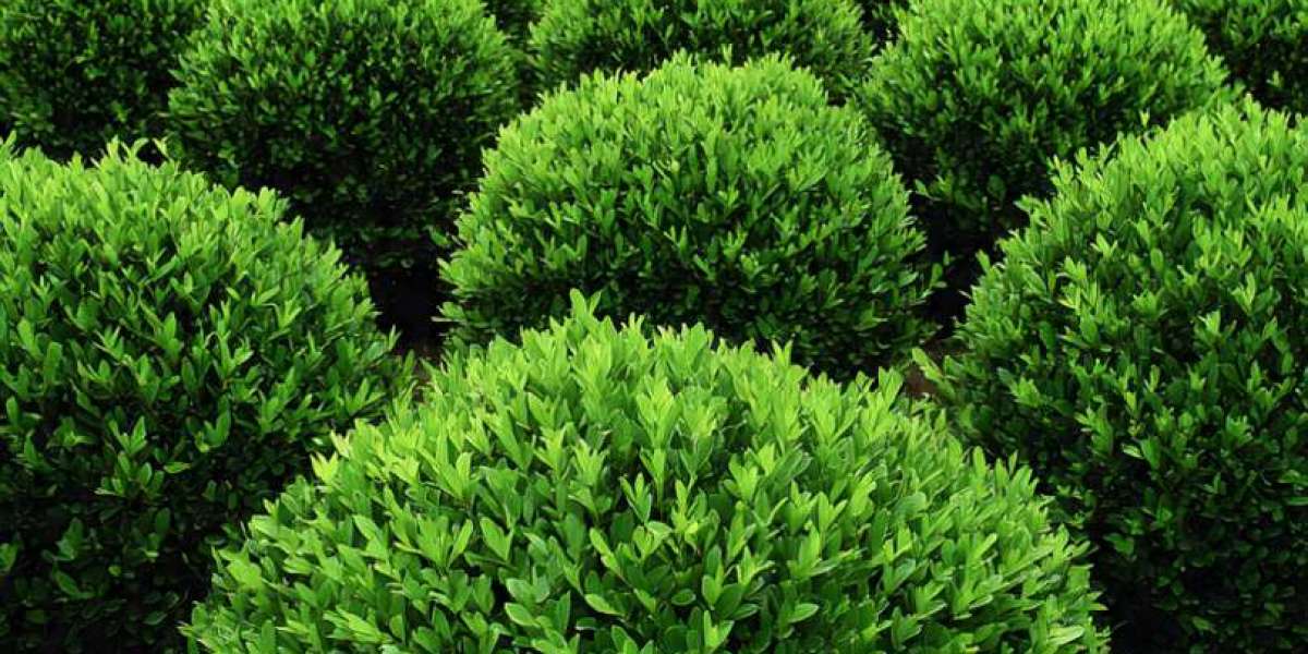 Why a Garden Center Delco Still Matters Today