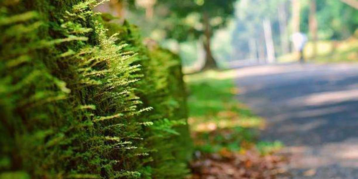 Elevated Motorcoach Travel in a Scenic Mountain Setting