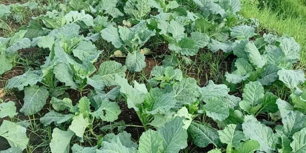 The role of organic vegetables in the human health in Kenya today.