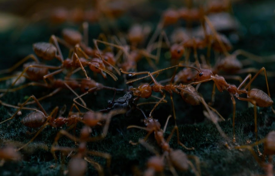 Effective Pest Management for Safer Homes and Businesses